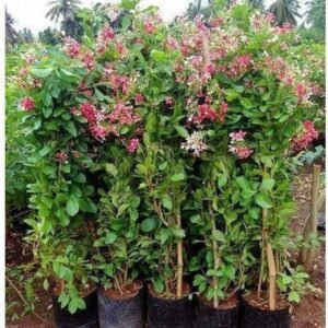Dwarf Hybrid Madhumalti/Rangoon Creeper Healthy Plant - Image 3