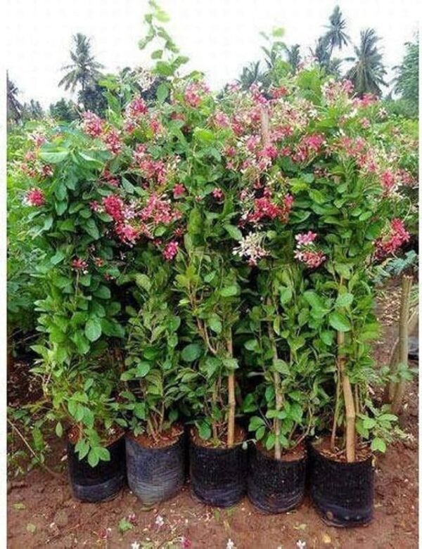 Dwarf Hybrid Madhumalti/Rangoon Creeper Healthy Plant