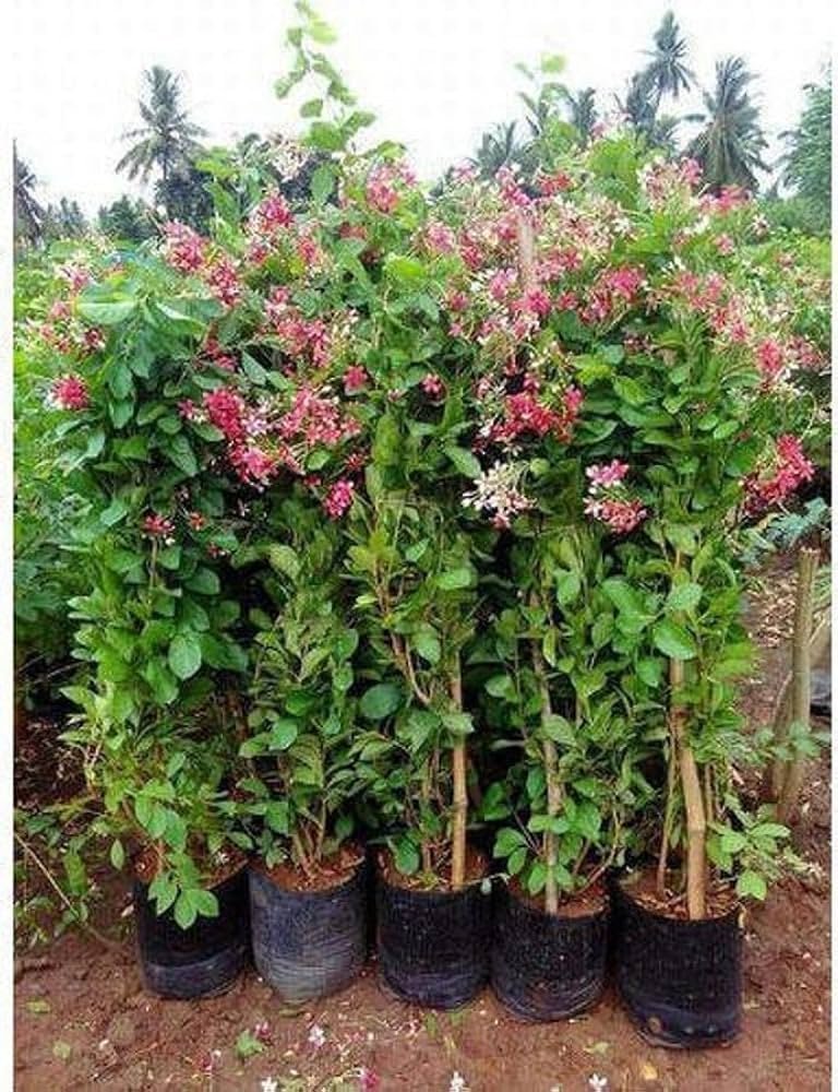 Dwarf Hybrid Madhumalti/Rangoon Creeper Healthy Plant - Image 3
