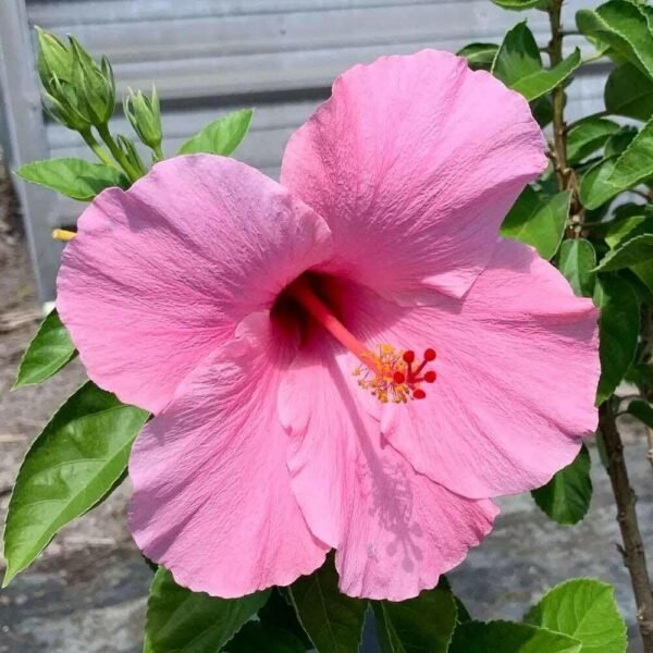 Hybrid Pink Variety Hibiscus/Gudhal Flower Plant