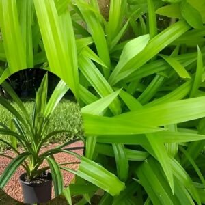 Biryani leaf plant (Pandanus amaryllifolius)/Pandan/Rambha Healthy Plant - Image 1