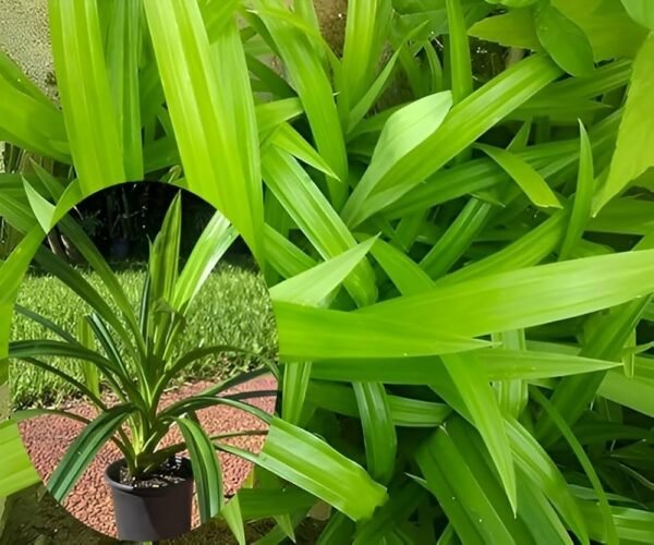 Biryani leaf plant (Pandanus amaryllifolius)/Pandan/Rambha Healthy Plant
