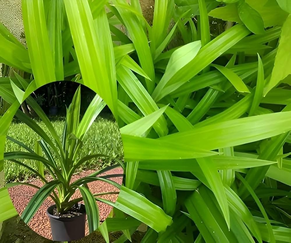 Biryani leaf plant (Pandanus amaryllifolius)/Pandan/Rambha Healthy Plant - Image 1