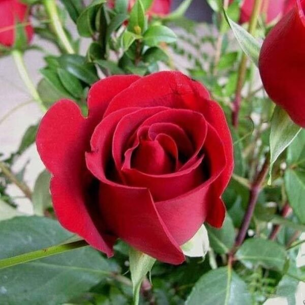 Dutch Red Id Rose Healthy Grafted Live Plant