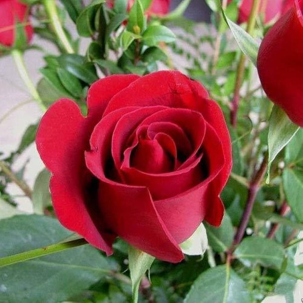 Dutch Red Id Rose Healthy Grafted Live Plant - Image 1