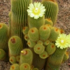 Parodia Leninghausii Splendid Cactus Plant