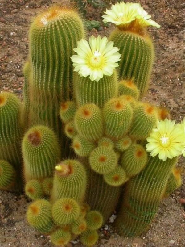 Parodia Leninghausii Splendid Cactus Plant