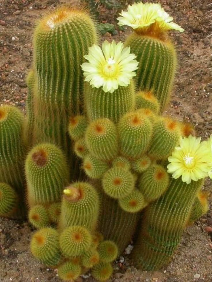 Parodia Leninghausii Splendid Cactus Plant - Image 1