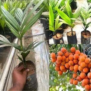 Hybrid Inter Mangala Arecanut Healthy Live Plant - Image 3
