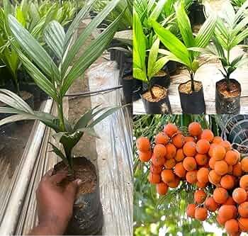 Hybrid Inter Mangala Arecanut Healthy Live Plant