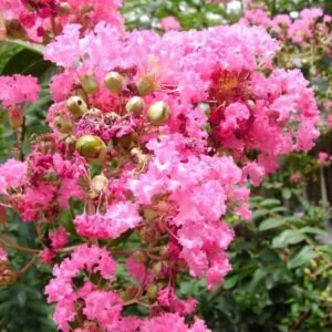 Furush Rare Variety Flower Healthy Plant - Image 2