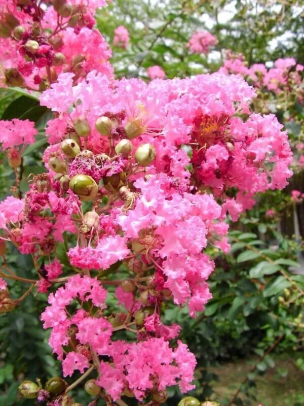 Furush Rare Variety Flower Healthy Plant