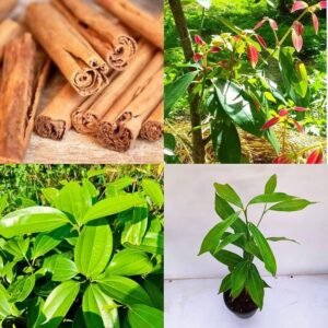 Hybrid Dalchini/Cinnamon Healthy Plant