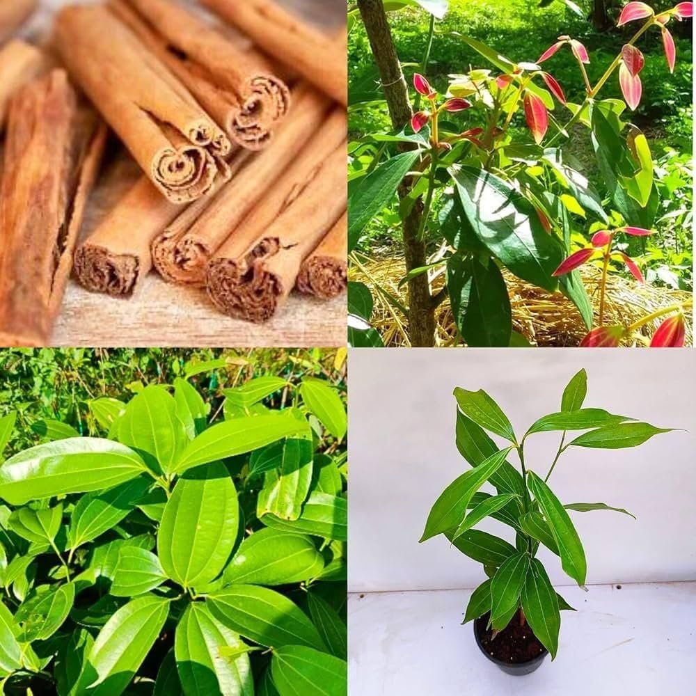 Hybrid Dalchini/Cinnamon Healthy Plant - Image 1