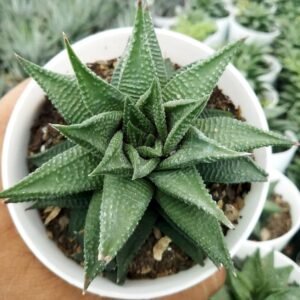 Haworthia Limifolia (Non-Variegated) – Lucky Succulent Plant