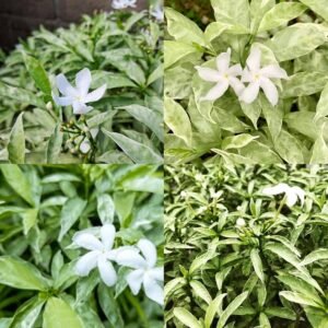 Variegated Tagar/Crape Jasmine Flower Healthy Plant