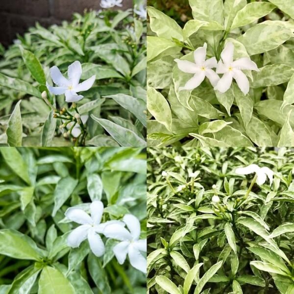 Variegated Tagar/Crape Jasmine Flower Healthy Plant