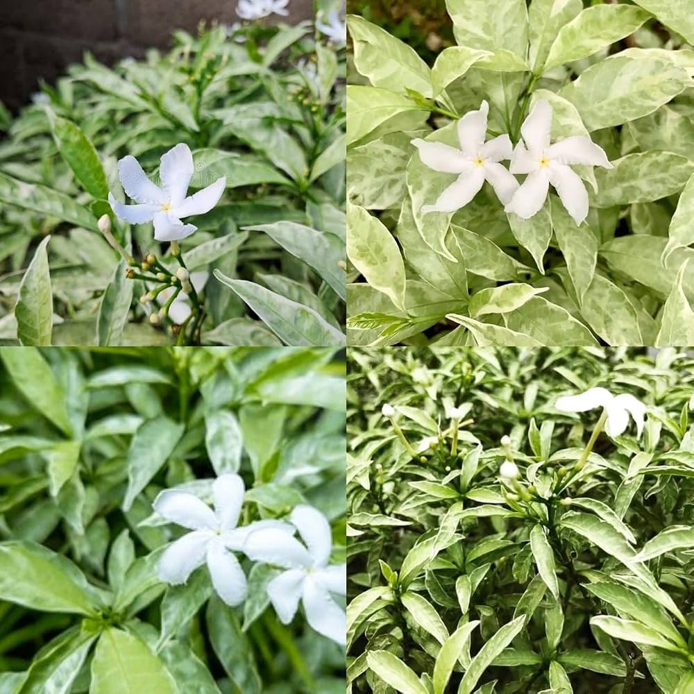 Variegated Tagar/Crape Jasmine Flower Healthy Plant - Image 1