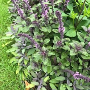 African Blue Basil/Tulsi Healthy Camphor Smell Plant - Image 4