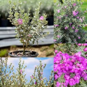 Leucophyllum/Texas sage/Nikotia/Nicosia Flower Healthy Plant - Image 3