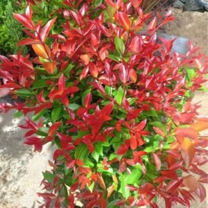 Syzygium (Lilly Pilly) Ornamental Healthy plant