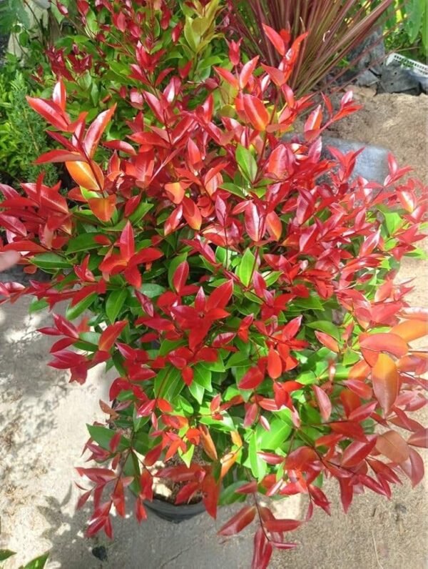 Syzygium (Lilly Pilly) Ornamental Healthy plant