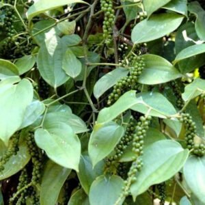 Hybrid First Fruiting Black Pepper Healthy Plant