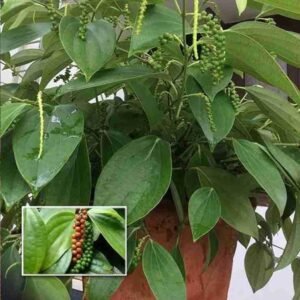 Hybrid First Fruiting Black Pepper Healthy Plant - Image 2