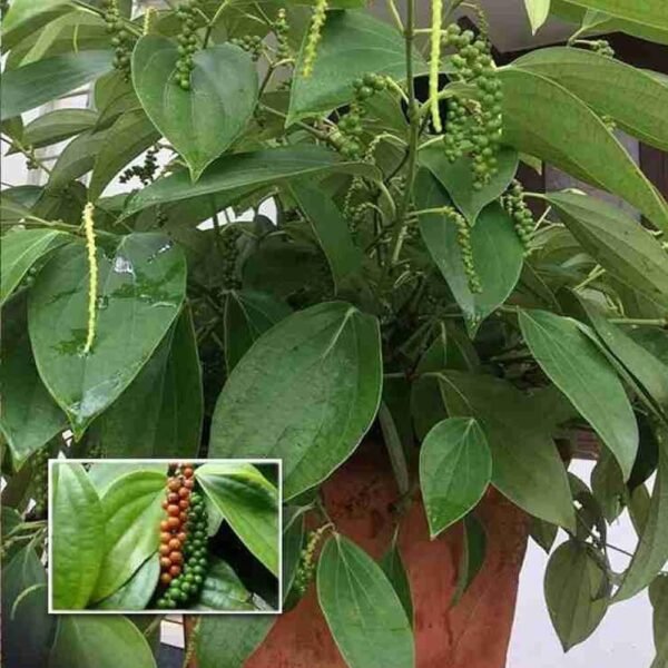Hybrid First Fruiting Black Pepper Healthy Plant