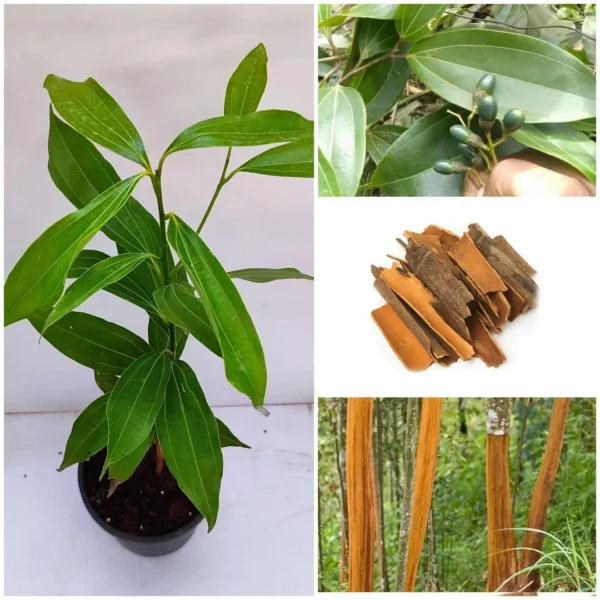 Hybrid Dalchini/Cinnamon Healthy Plant