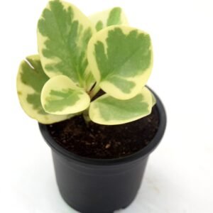 Peperomia Obtusifolia Variegated Rubber Plant - Image 3
