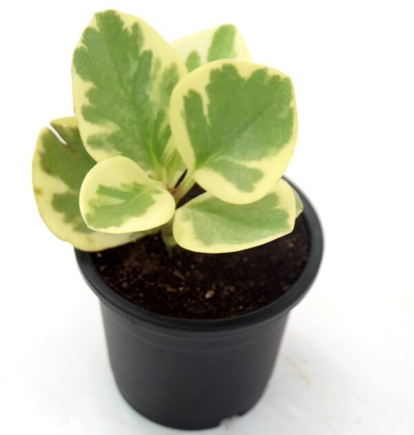 Peperomia Obtusifolia Variegated Rubber Plant