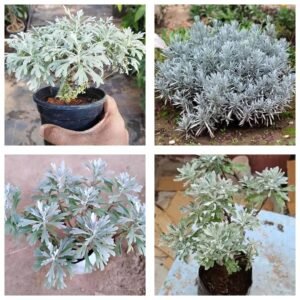 Hybrid Indian White Lavender Leaf Healthy Plant - Image 3