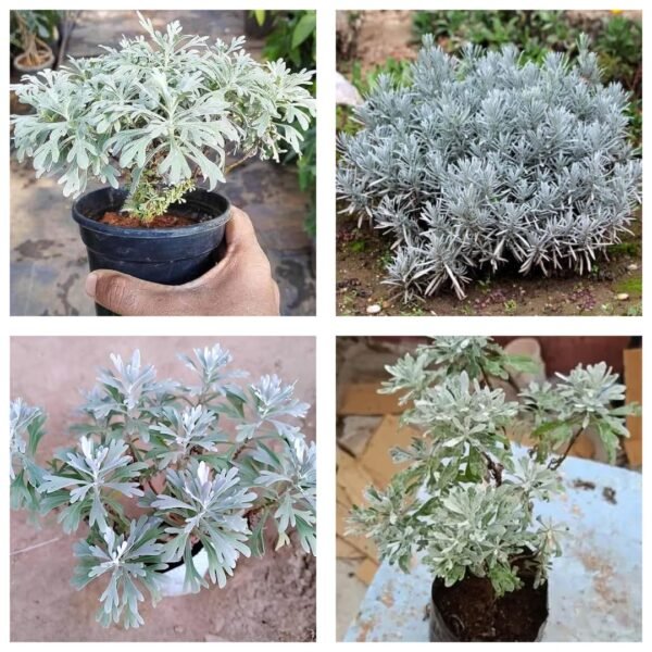 Hybrid Indian White Lavender Leaf Healthy Plant