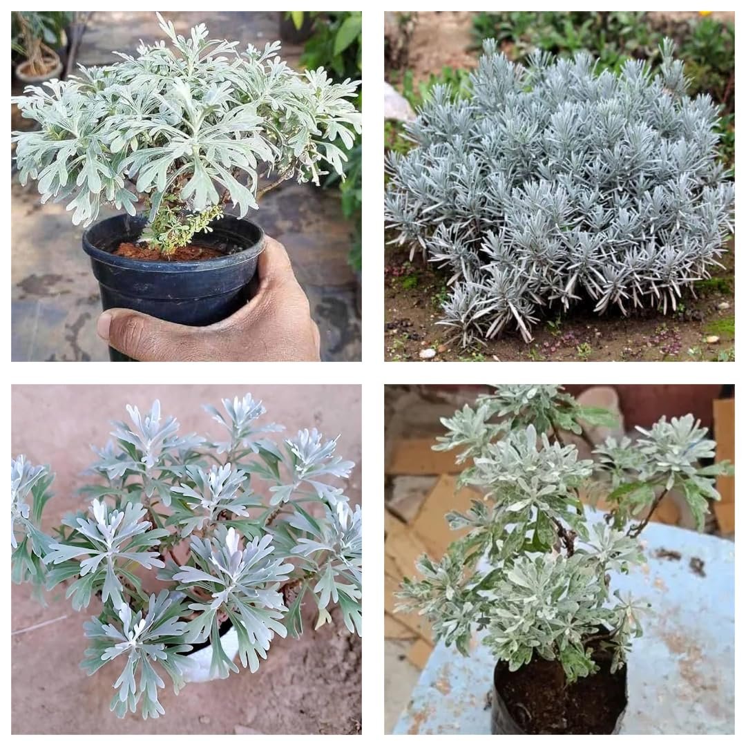 Hybrid Indian White Lavender Leaf Healthy Plant - Image 3