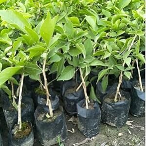 Thai Bael/bel Thornless Grafted Healthy Plant - Image 2