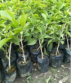 Thai Bael/bel Thornless Grafted Healthy Plant