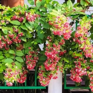 Dwarf Hybrid Madhumalti/Rangoon Creeper Healthy Plant - Image 2