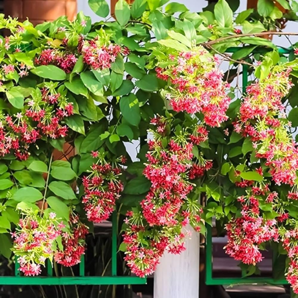 Dwarf Hybrid Madhumalti/Rangoon Creeper Healthy Plant - Image 2