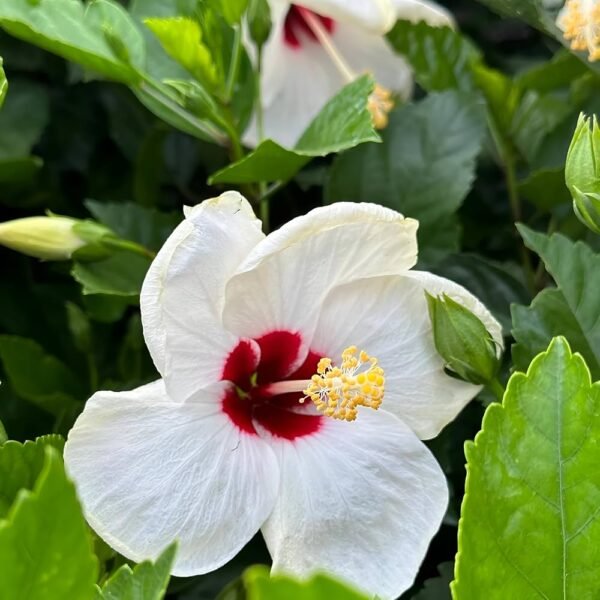 Hybrid White Variety Hibiscus/Gudhal Flower Plant