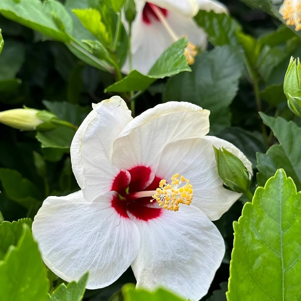 Hybrid White Variety Hibiscus/Gudhal Flower Plant - Image 1
