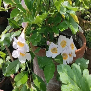 Thai Dwarf kamini(Radermachera Kunming) Healthy flower Plant - Image 4