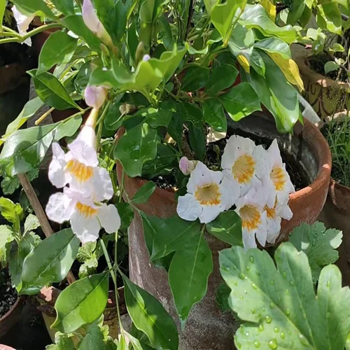 Thai Dwarf kamini(Radermachera Kunming) Healthy flower Plant