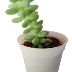 Sedum morganianum (Burro's Tail) Succulent Plant - Image 2