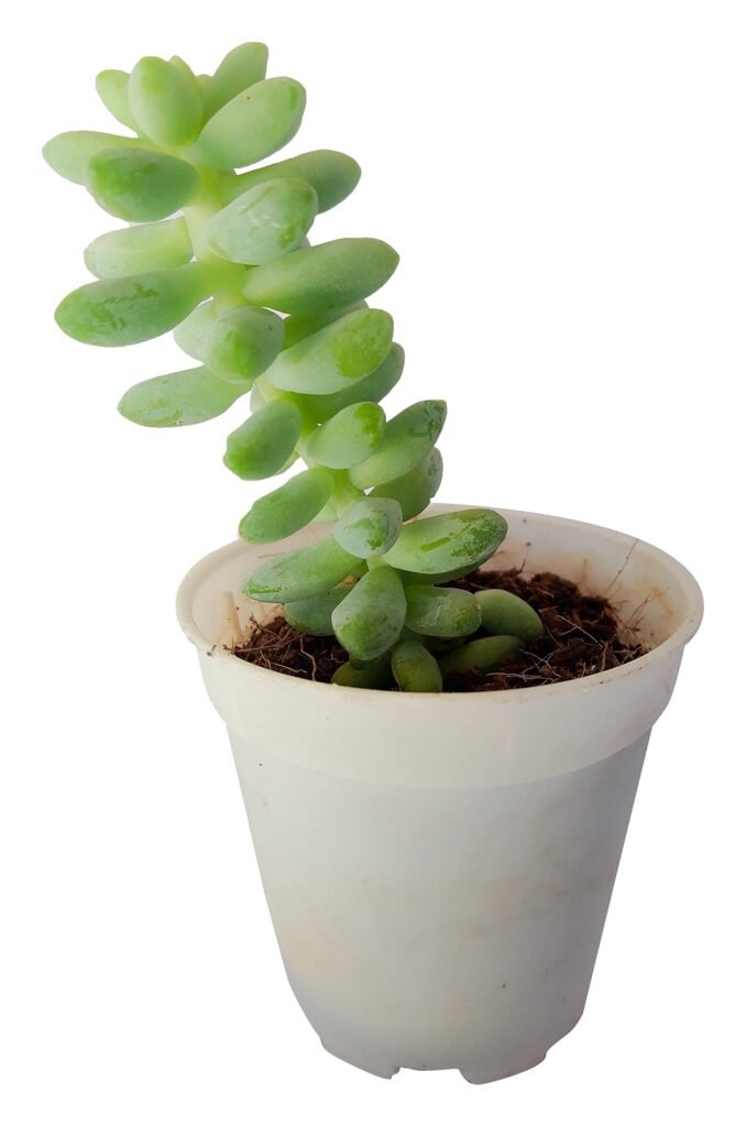Sedum morganianum (Burro's Tail) Succulent Plant