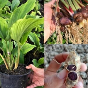 Rare Black Ginger Fresh Bulbs - Image 2