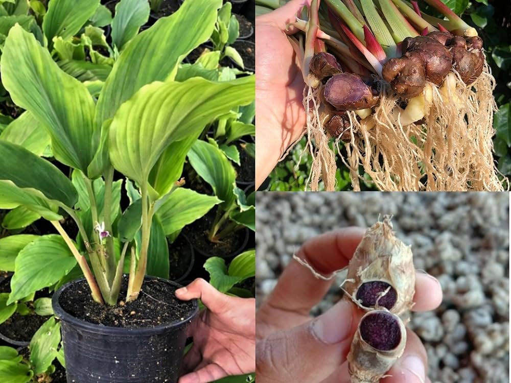 Rare Black Ginger Fresh Bulbs - Image 2