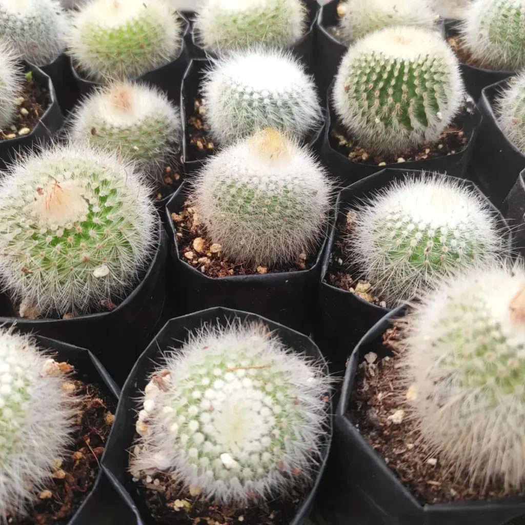 Notocactus Scopa Hybrid Cactus Healthy Plant