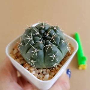 Gymnocalycium Baldianum Cactus Plant - Image 2