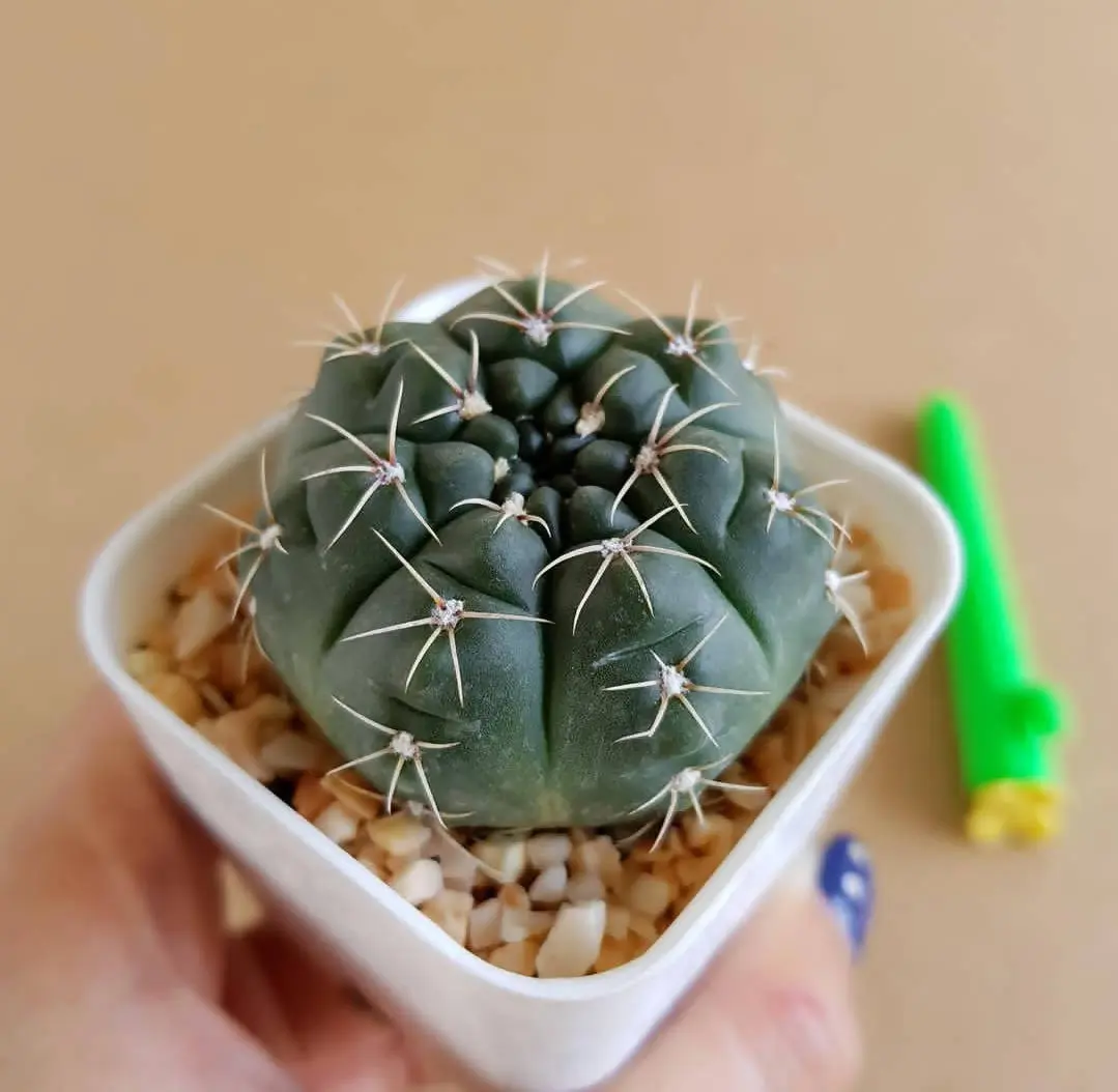 Gymnocalycium Baldianum Cactus Plant - Image 2